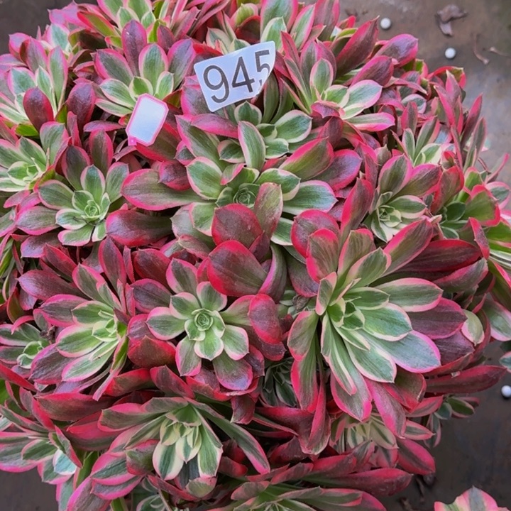 00000000000945花样年华