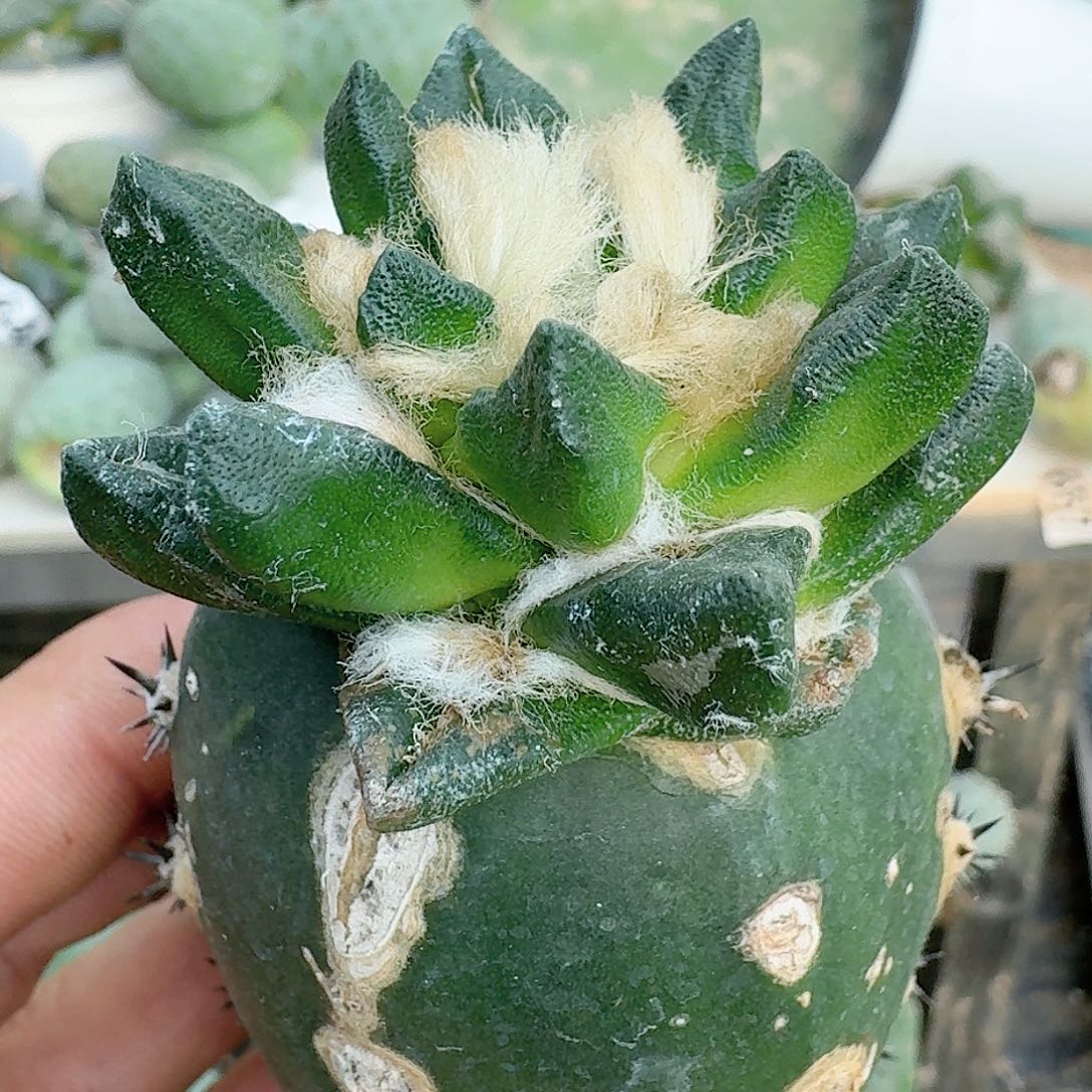 【闪购商品】无花朵精品龙角