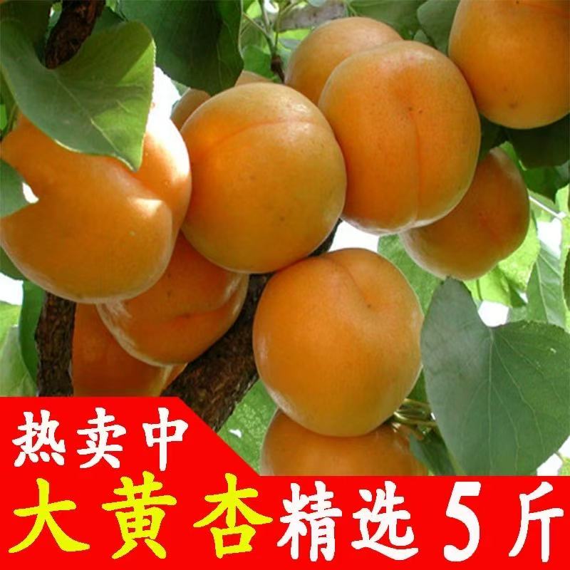 【东北黑土产地直发】辽宁抚顺金太阳大黄杏酸甜可口辽宁省