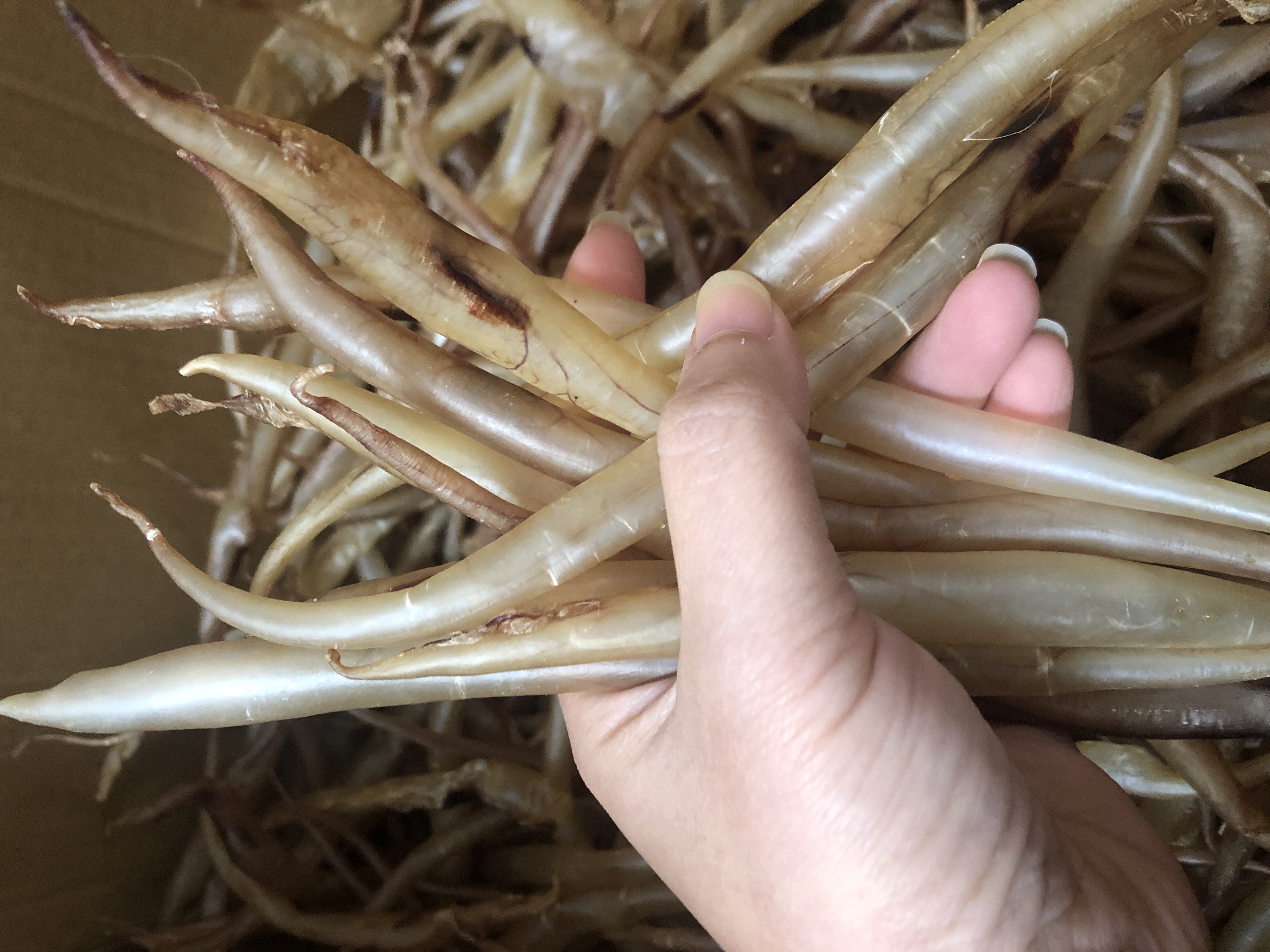 小鳗鱼胶本港天然自晒黄门鳗鱼胶 性价比小胶麻鱼鳔
