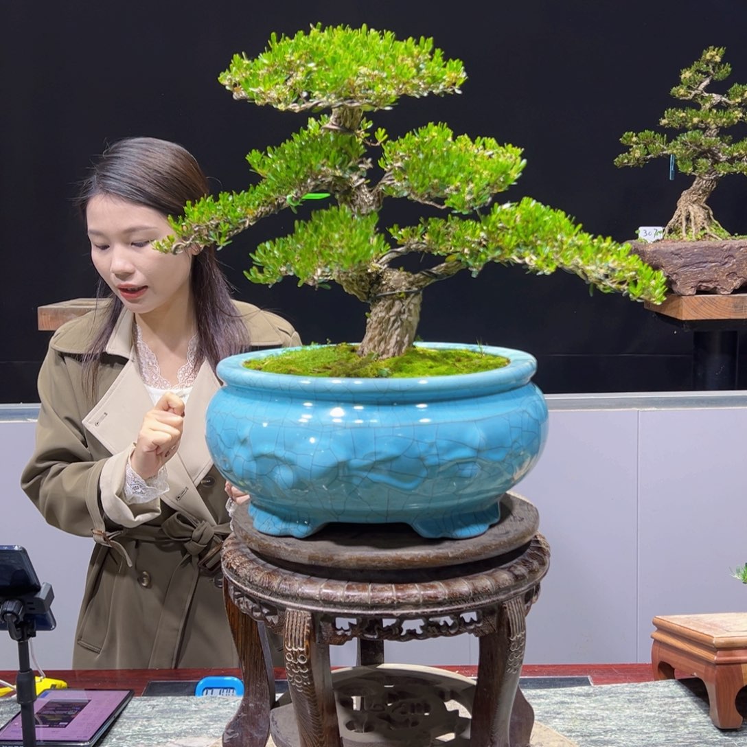 黄杨盆景老桩四季长青交****说