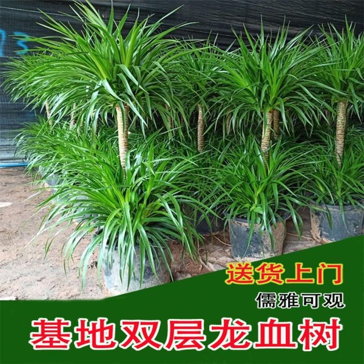 多头龙血树黑珍珠四季龙血树客厅龙血树客厅大棵正宗龙血树绿植