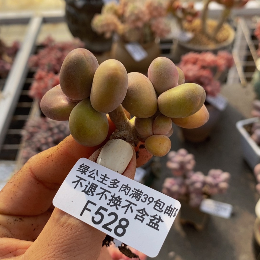芒果奶酪金蟾kk奶528/6c m