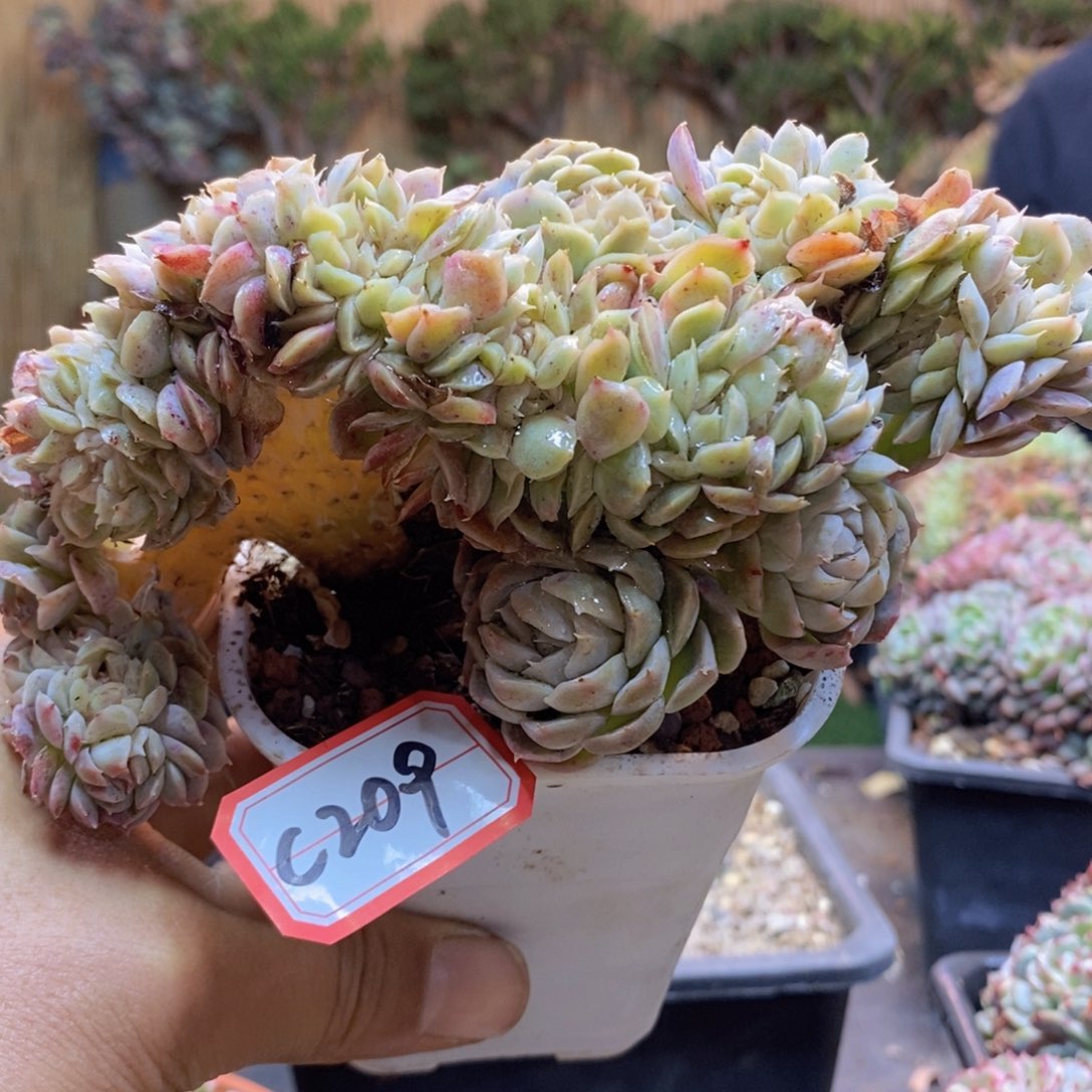 一****?C209号香瑞缀