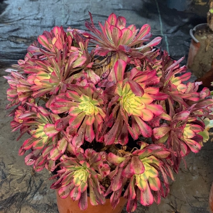 红桐白多肉植物19。