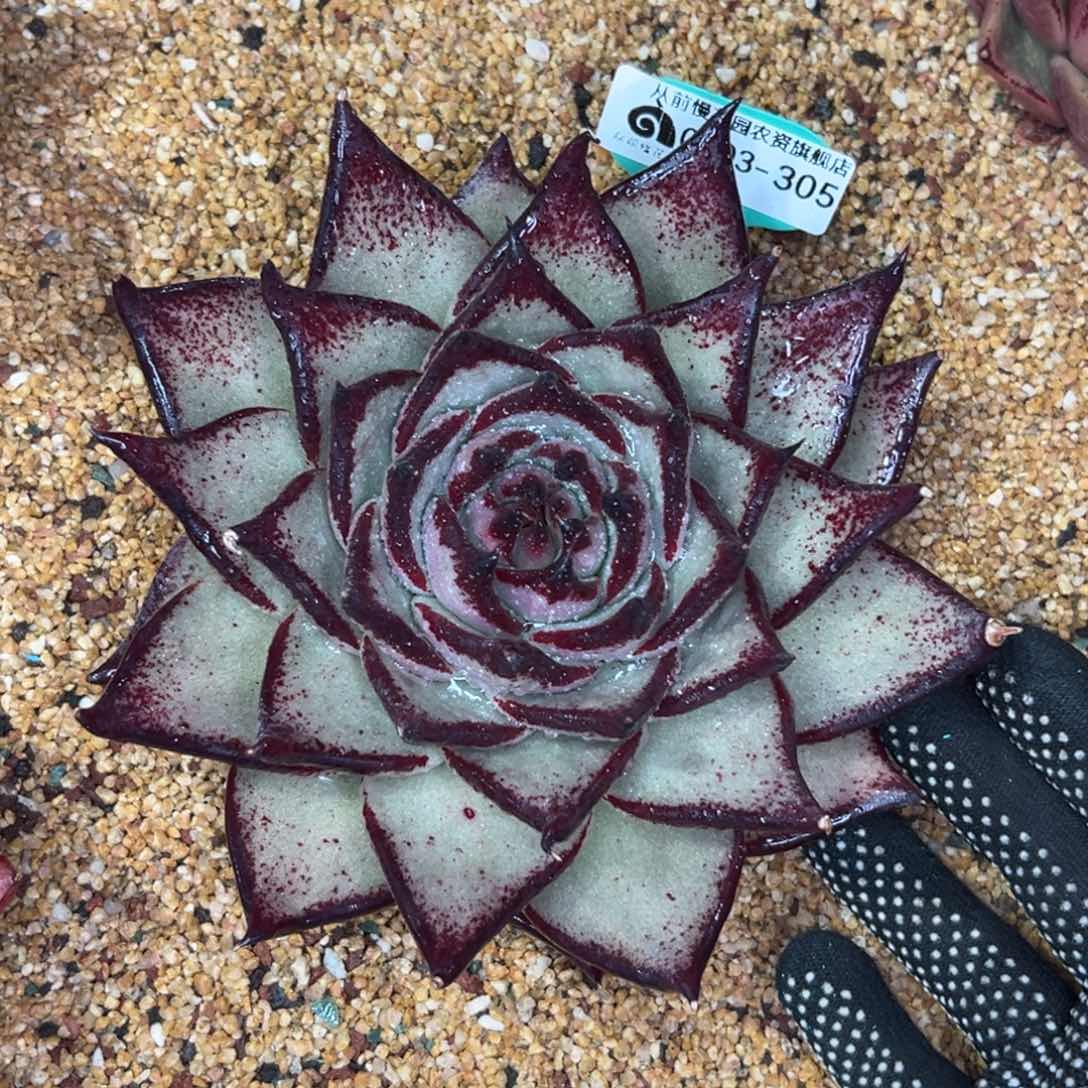 多肉一物一拍0203-305