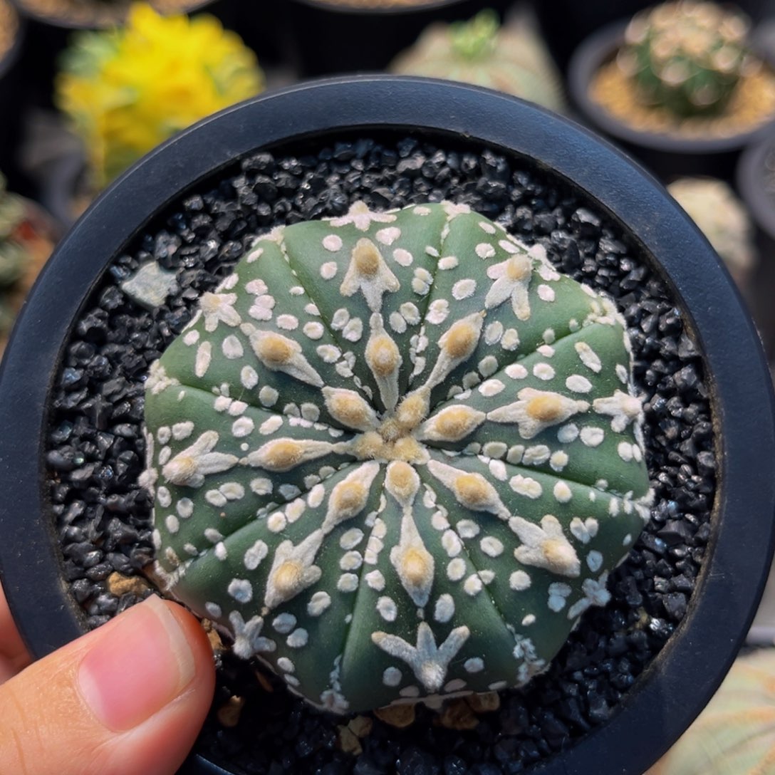 ****君琉璃v兜连心xmmmmmmm