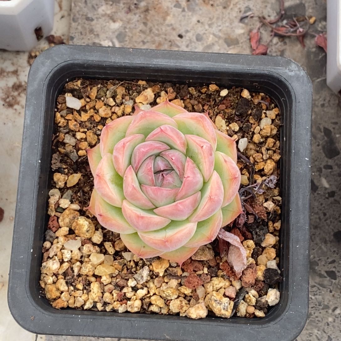 水晶玫瑰单头控养一物一拍
