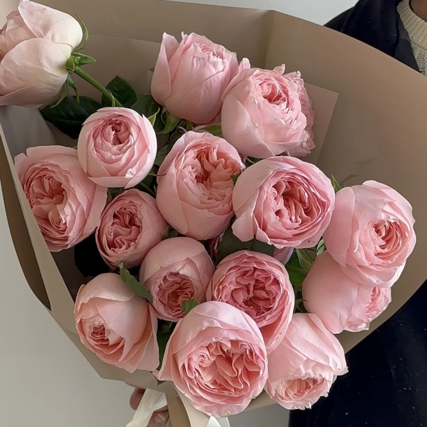 【艾琳娜】单头玫瑰奥斯汀颜值天花板粉红色稀有玫瑰鲜花直发家用