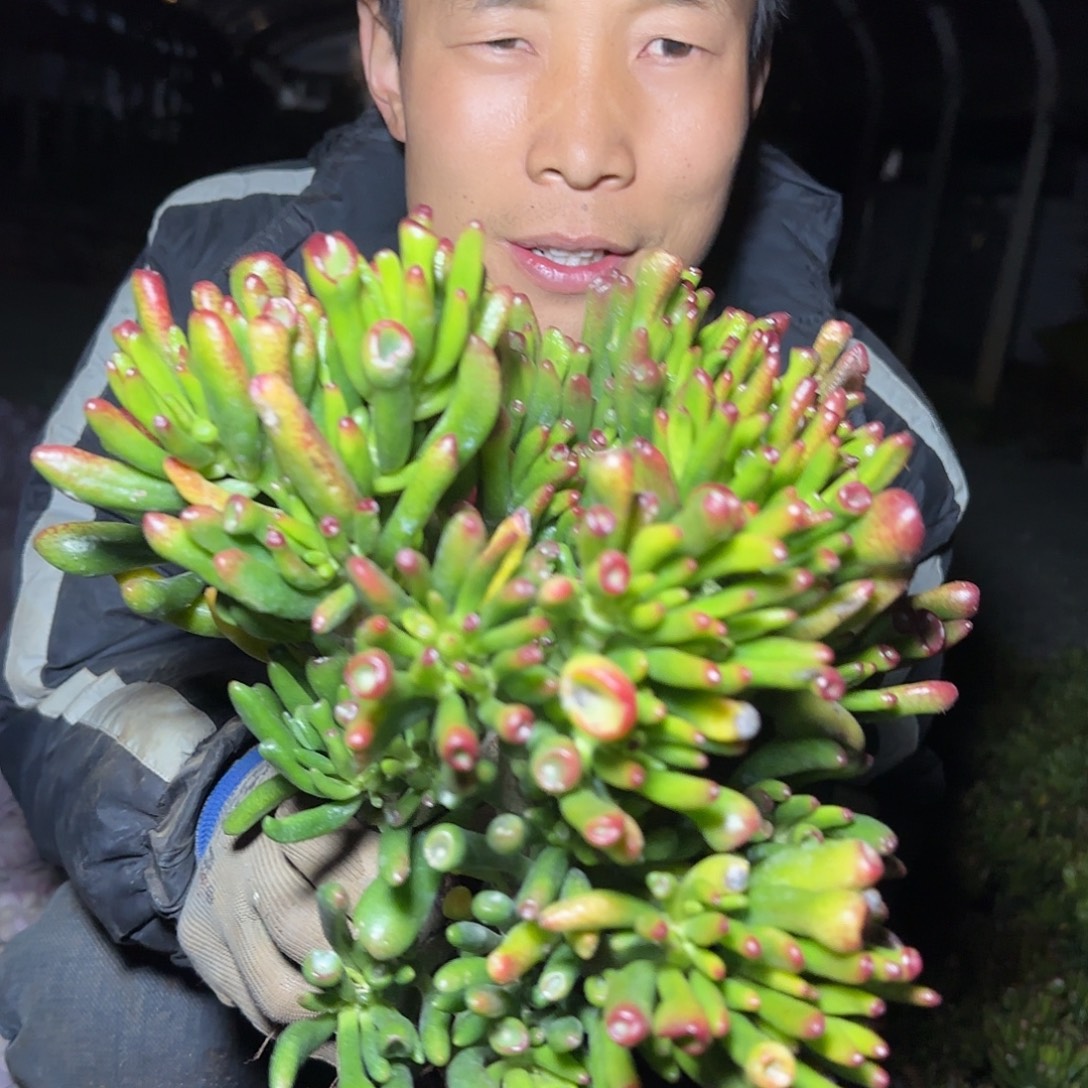 盆栽吸米树多肉3棵