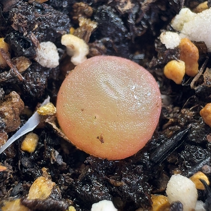 老马生石花哈默449