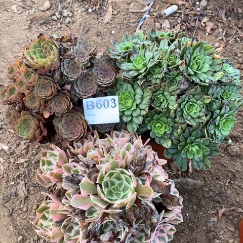 603三颗法师多肉植物