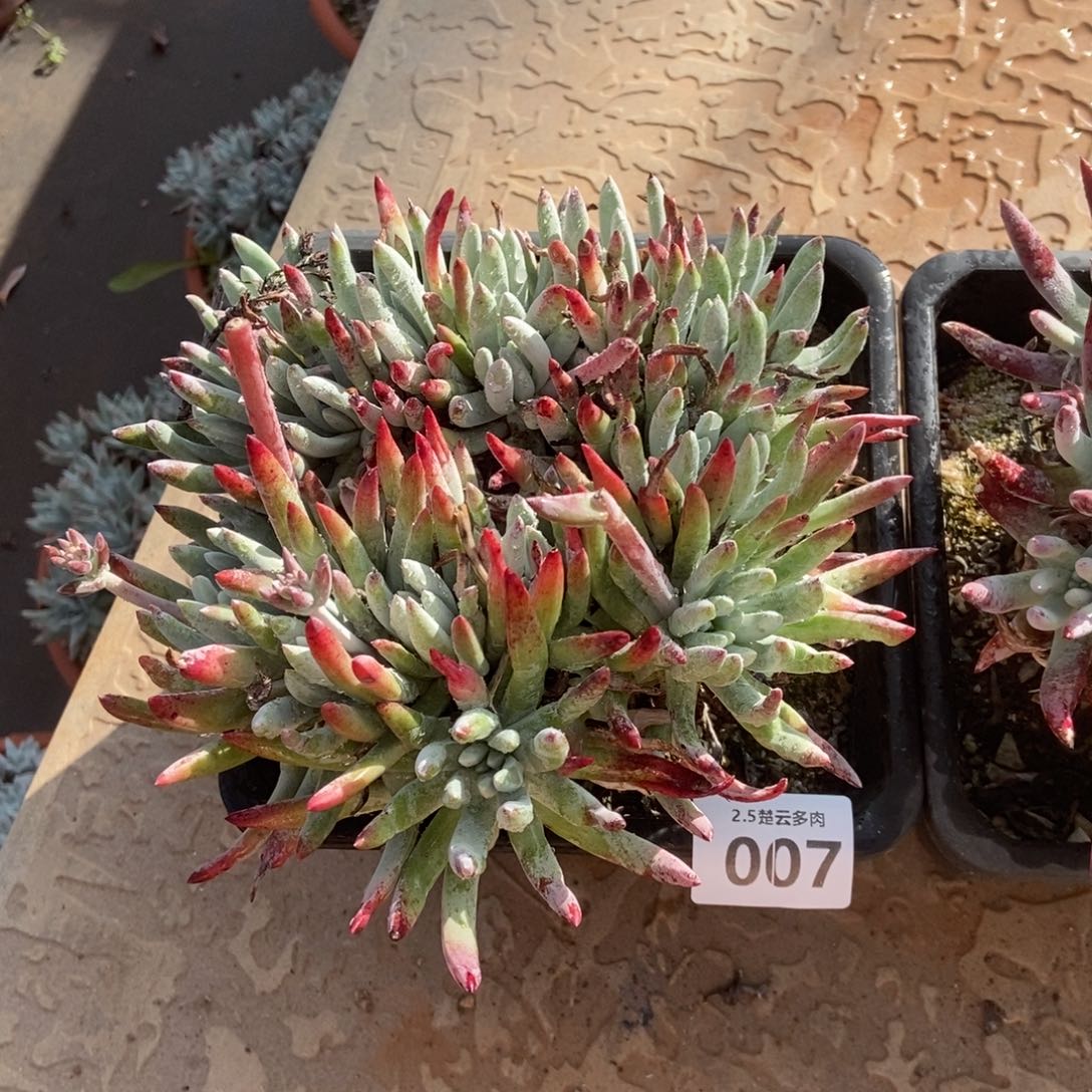 007奥罗拉多肉植物