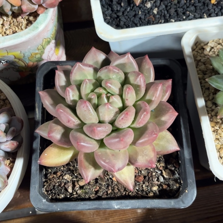 一物一拍，米其林多肉。