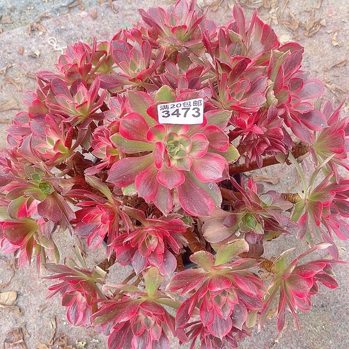 一颗男神法师3472