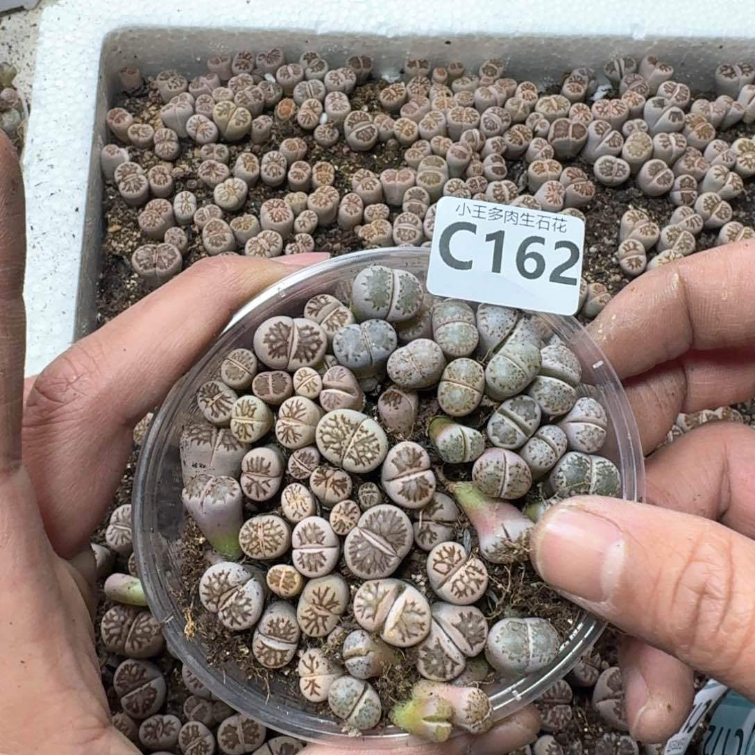 哦*C162。 混合一盒。多肉植物