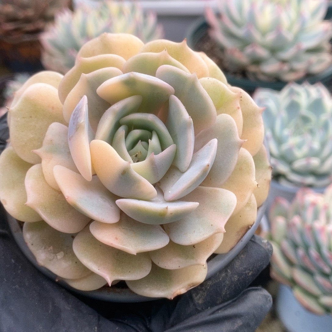 197露娜莲锦锦锦锦锦锦锦