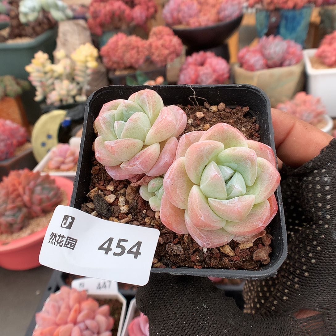 454冰玉多肉植物6663