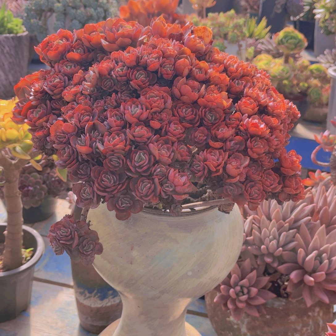 扭***柴多肉植物组合盆栽植物