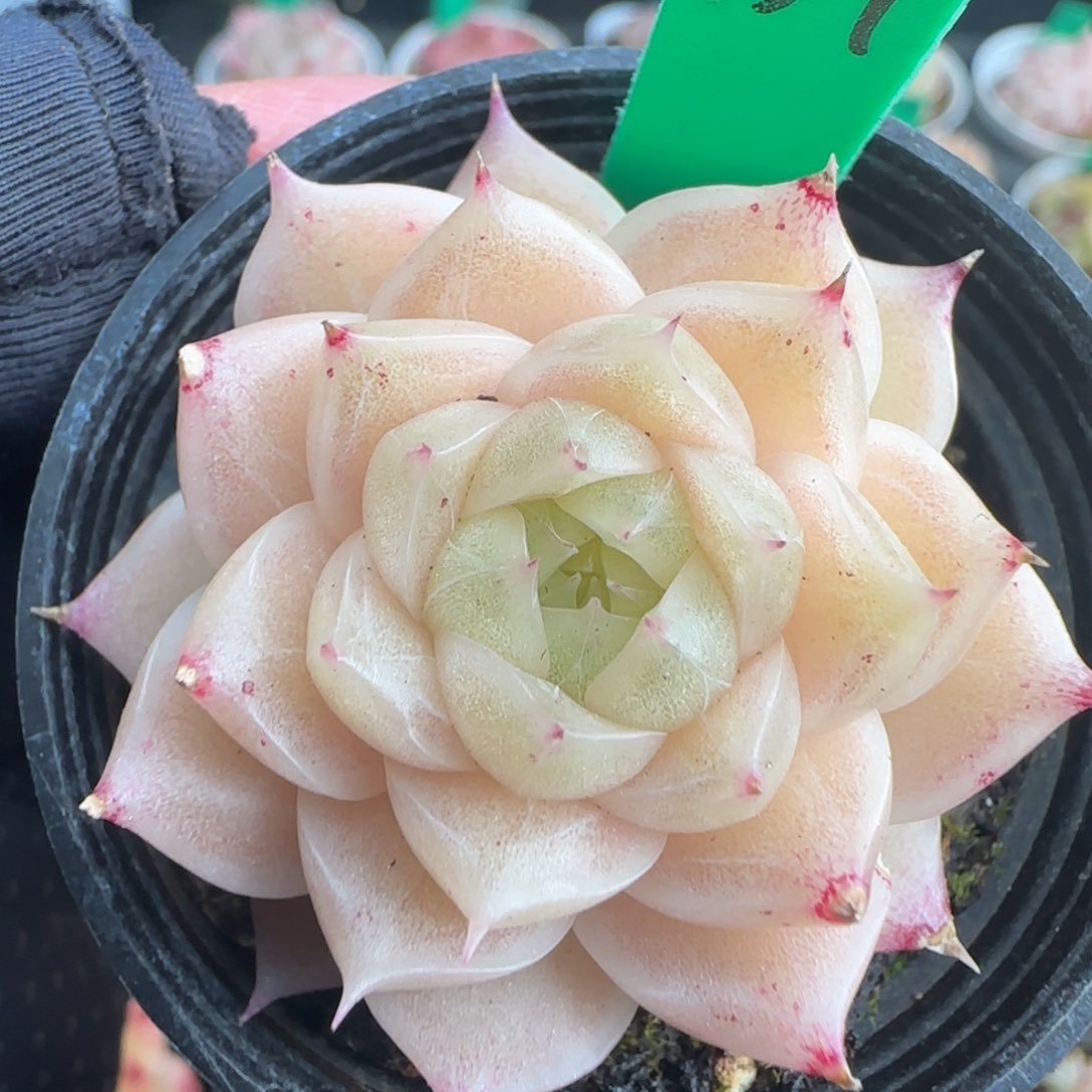 多肉157   麦秆不包整5厘米盆  h