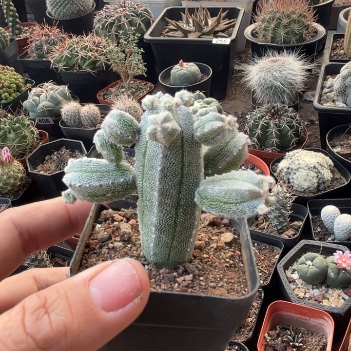 仙人球一物一拍自根掉仔不赔