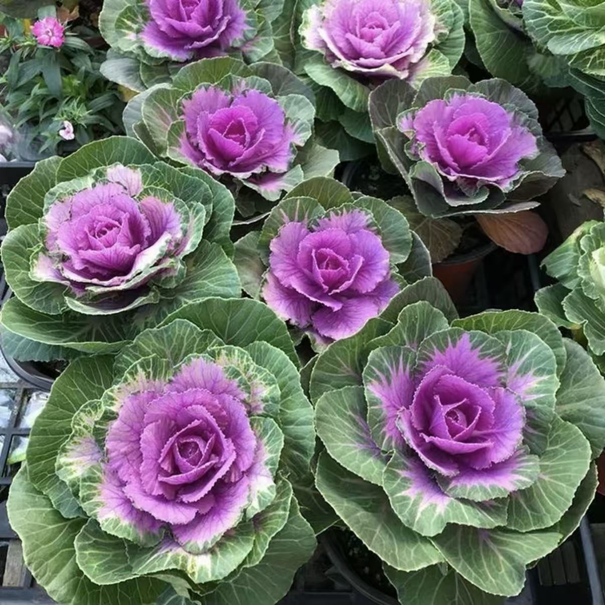 【5头甘蓝】耐寒易养观叶阳台庭院造景造型美化