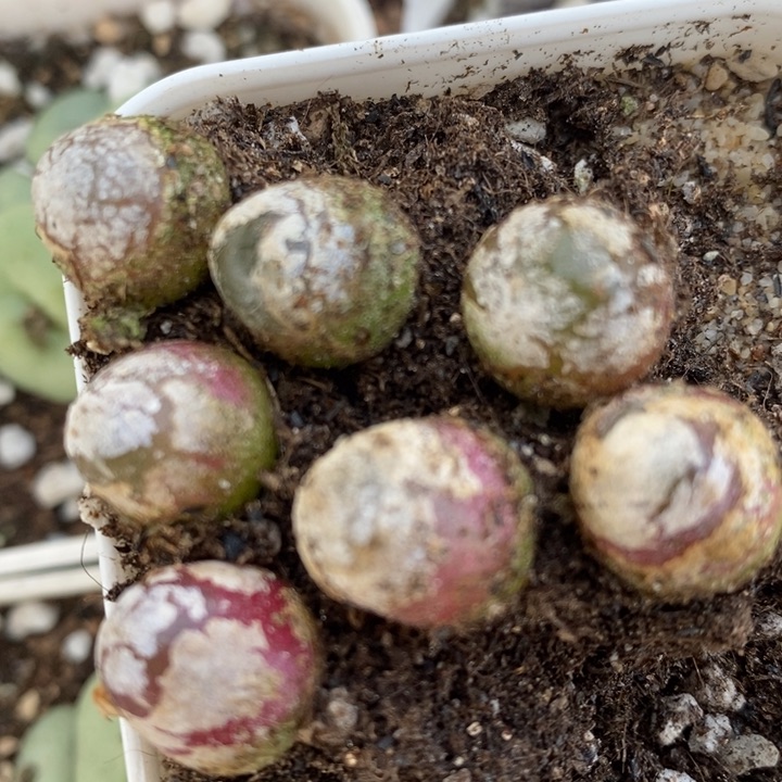 1534灯泡一组七颗