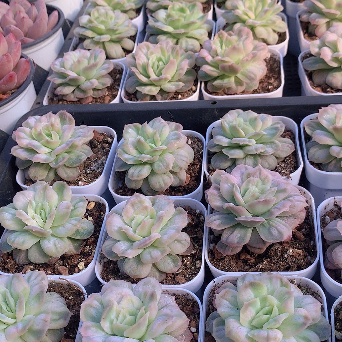 泡泡纱裙2355778999990