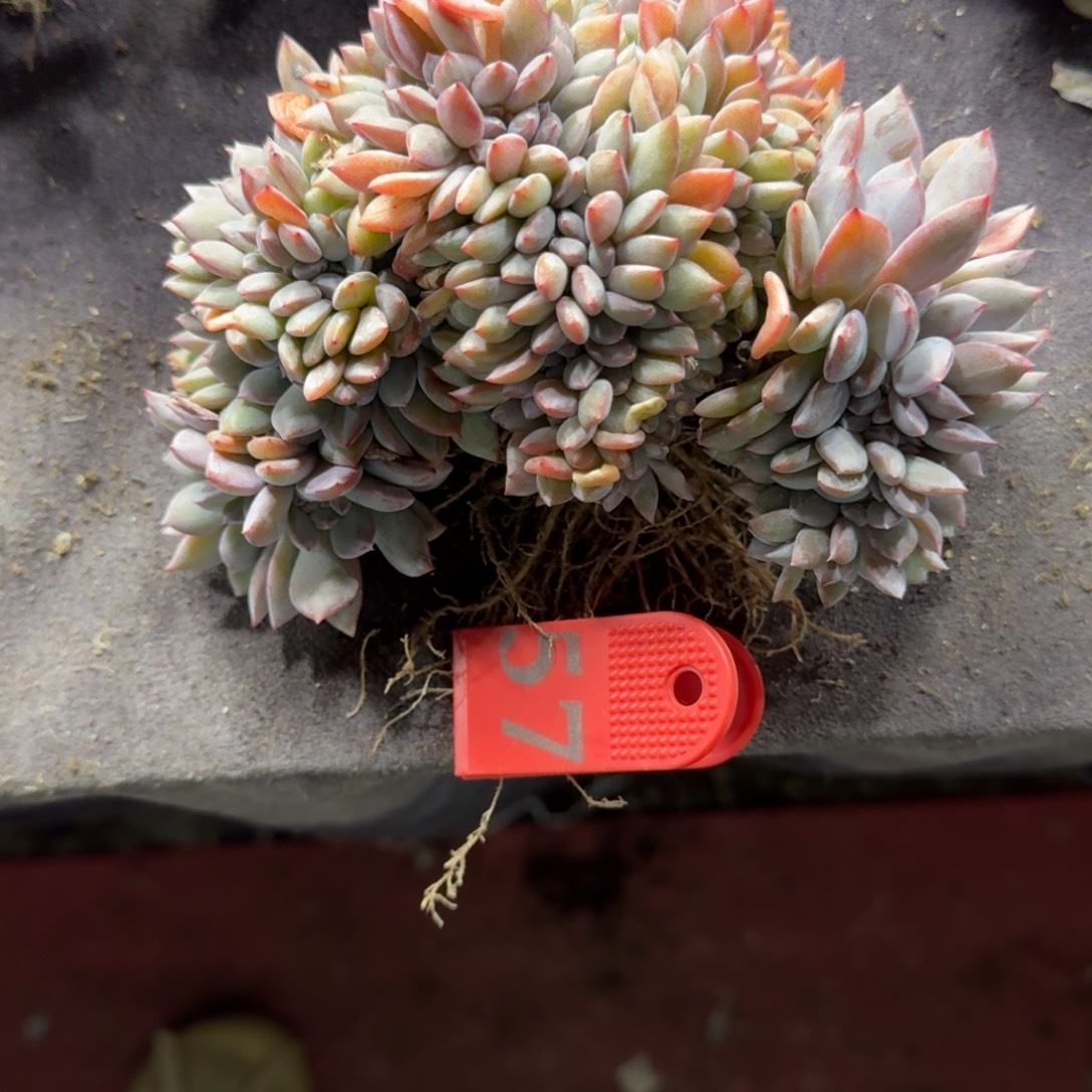 以***北星影缀化一物一拍57