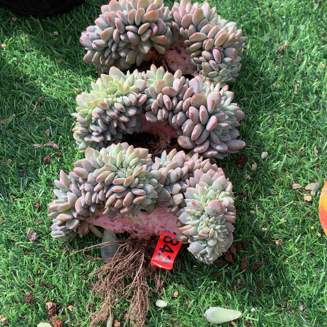 842橙子111111111111