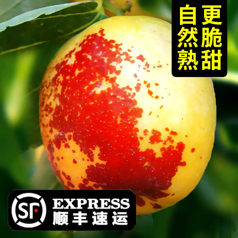【顺丰包邮】树上熟庙上冬枣新鲜脆枣子大枣新鲜当季水果整箱现摘