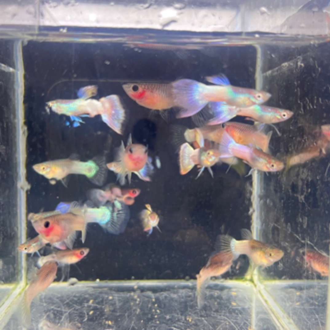 粉玻璃猫种鱼公母搭对发货（入缸不包损）