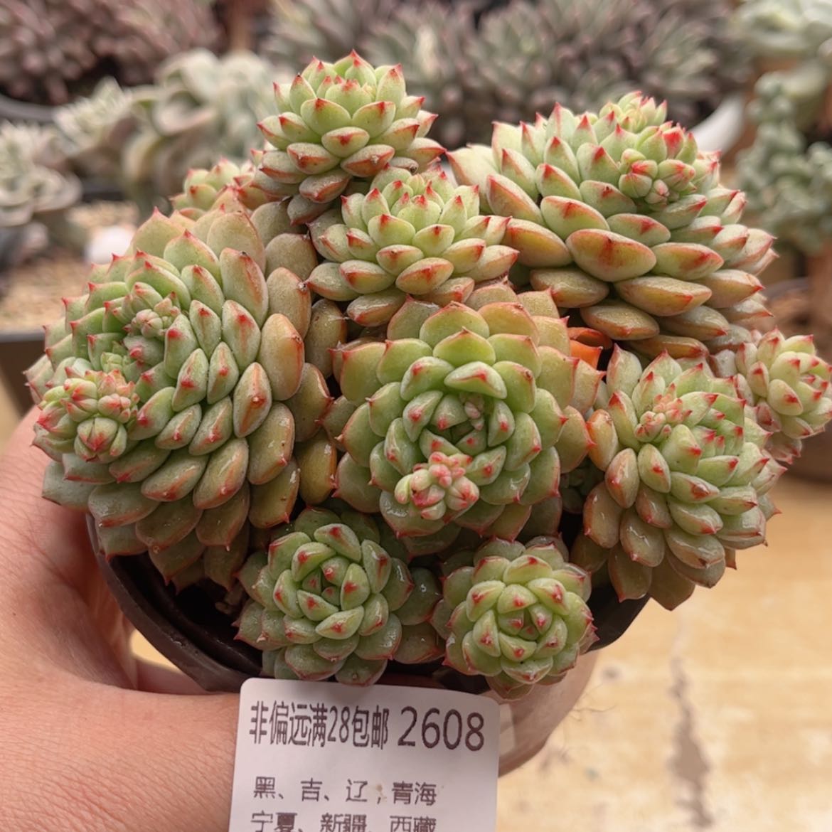 【闪购商品】2608熊猫脸