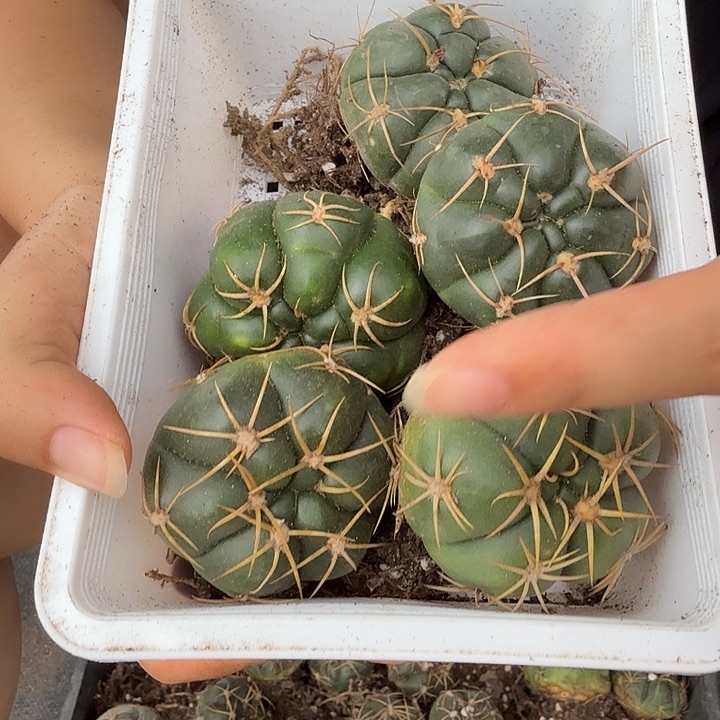 实生海王发货5个发货