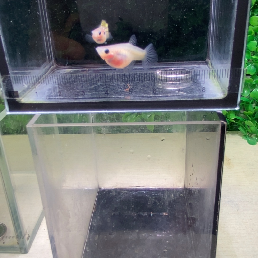 孔雀鱼黑金蕾丝一对