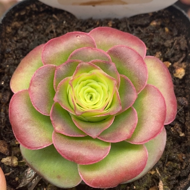 楹楹-11-冠幅 4Cm