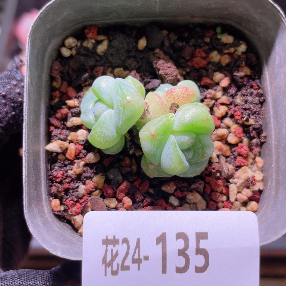 花利美24-135糖心冰玉