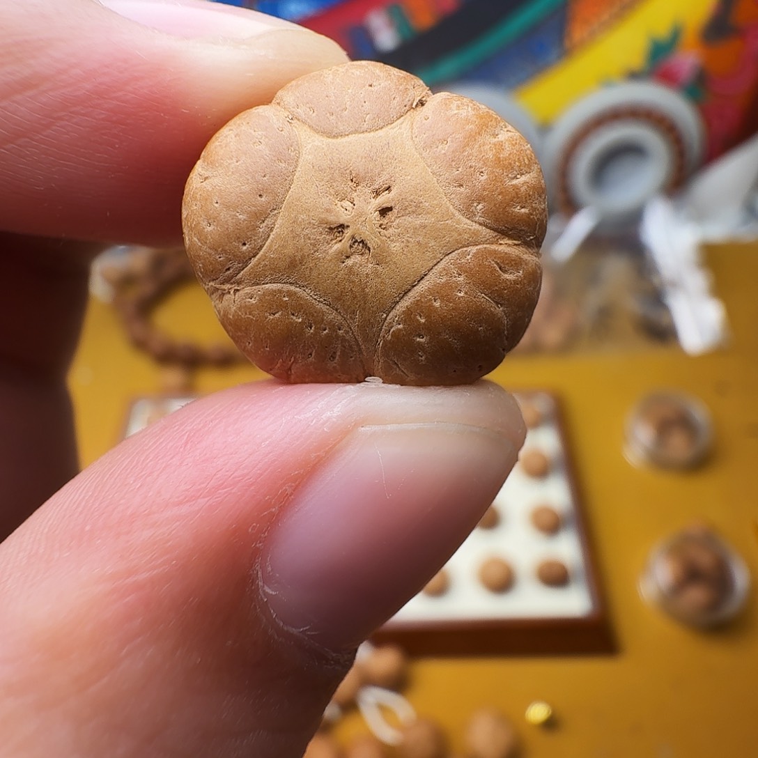 19+五星单籽，一物一图