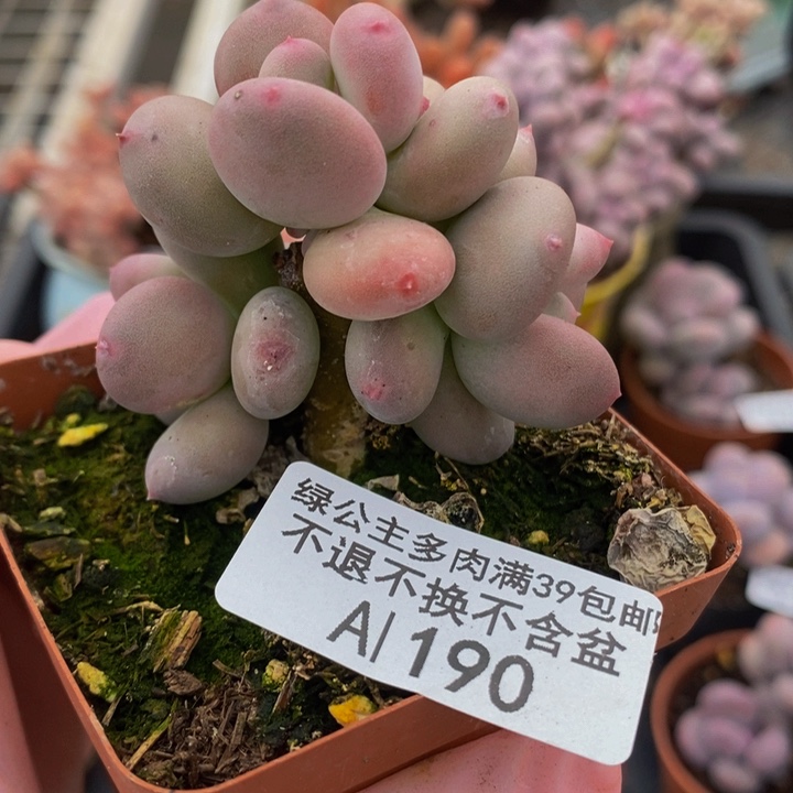 四代苹果奶5cm190多肉