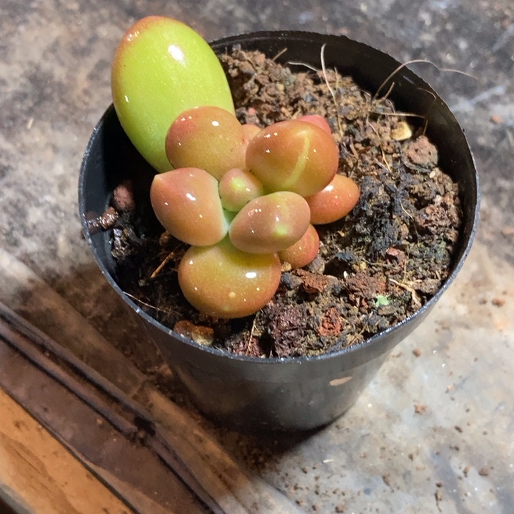 肉***?潘朵拉锦多肉植物