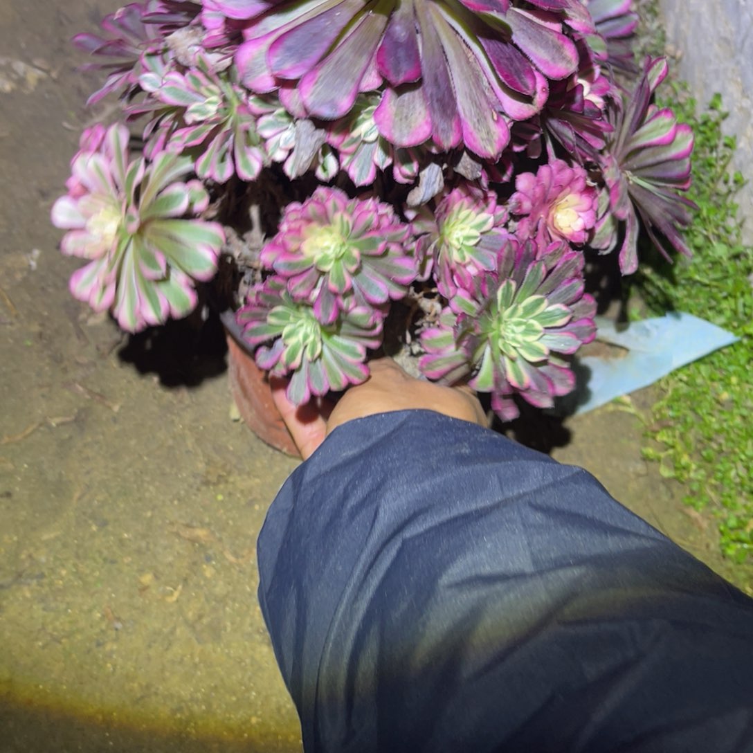 12-28-84红铜葫锦法师锦