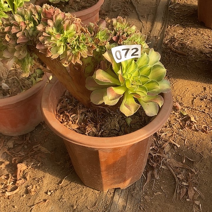 丫*?072韶华老庄缀化老