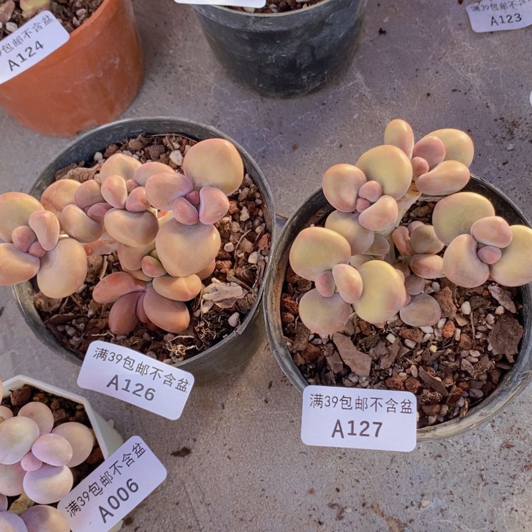 kk奶2棵多肉植物126，127