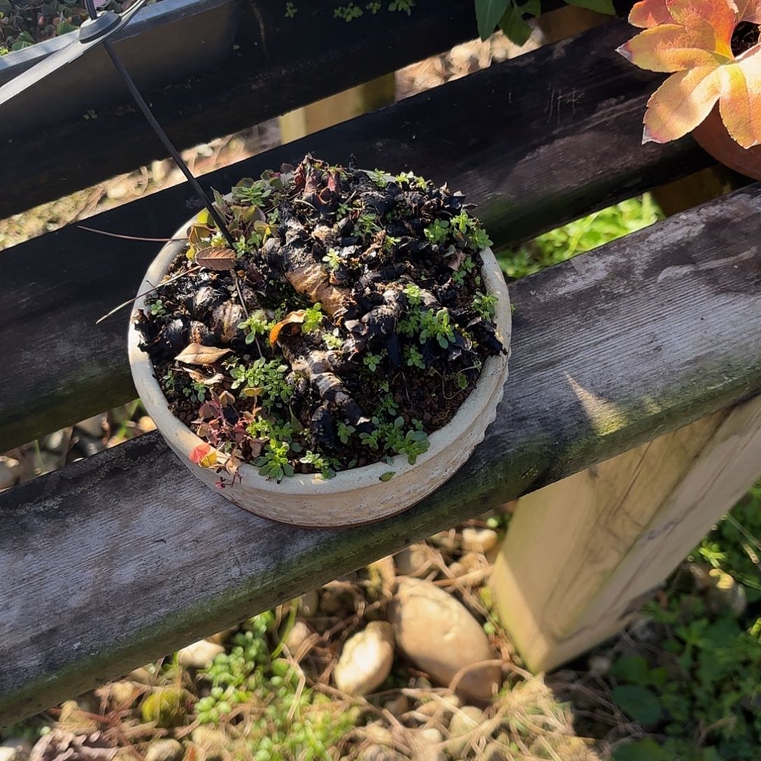 无花朵姬丹顶花卉，鲜花