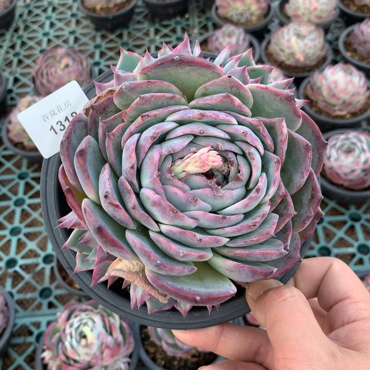 13号下午，1318一颗