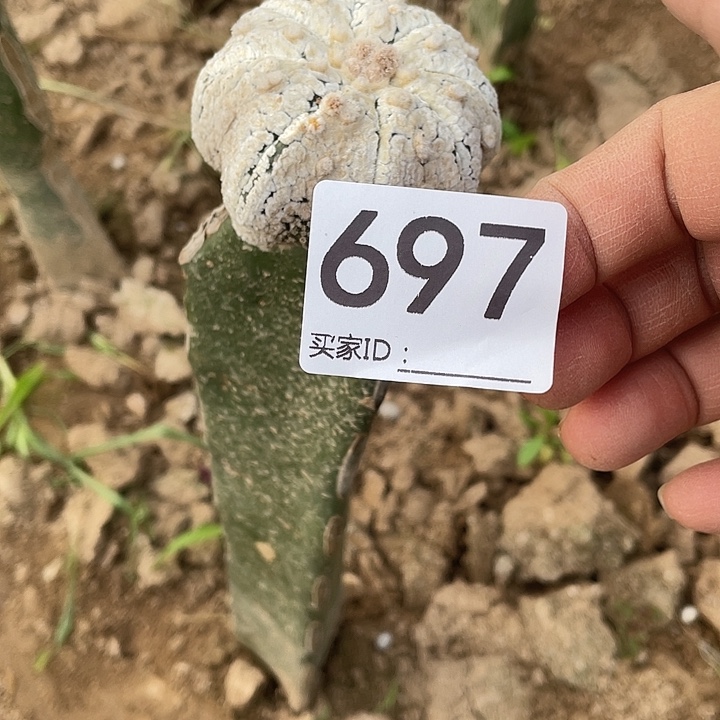 仙人球浓白海星697号