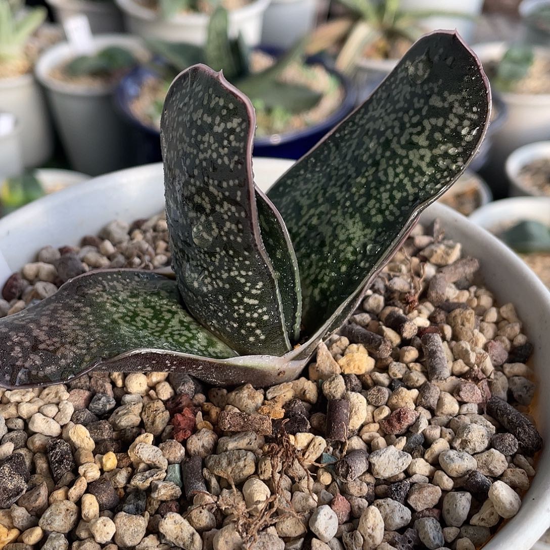 67脱土发货11111111