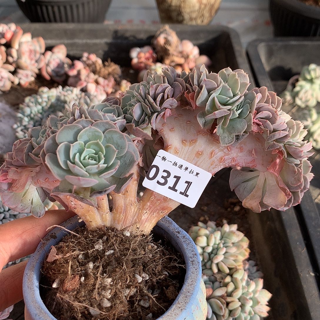 土***土311天赐缀一颗14厘米