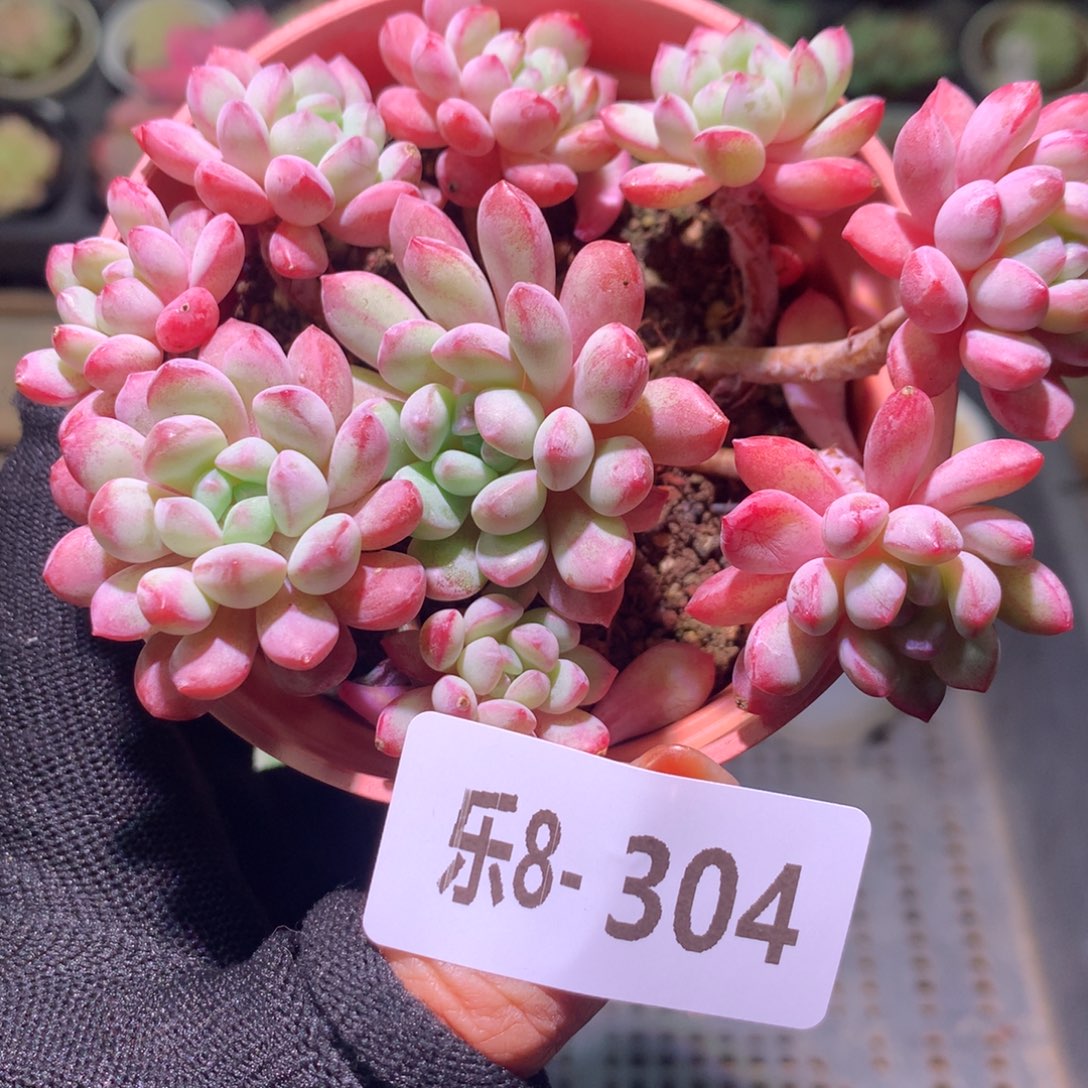 乐然 8-304 珍珠豆群 