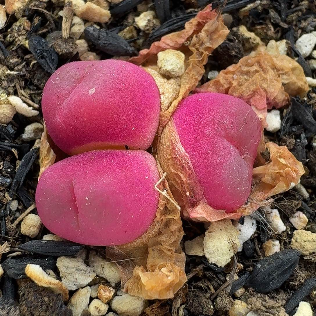 老马生石花三头吕红2011